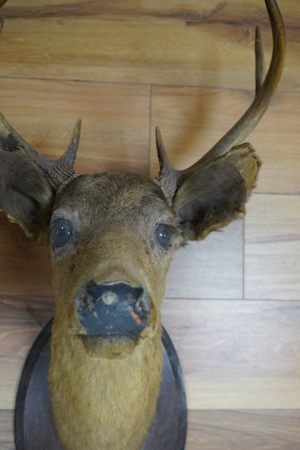 An early 20th century taxidermy deer head, oak plate bears ‘Crosby Frisian Fur Co.’ label. Condition - poor (split ears)